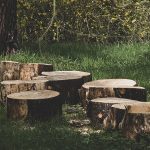 Во Владимирской области бизнесмена осудили за фиктивную валку деревьев в детских садах