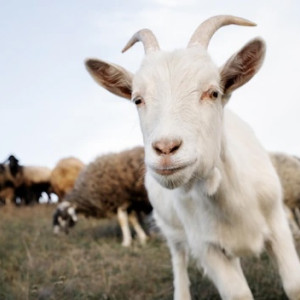 В Петушинском районе ликвидировали очаг оспы овец и коз 