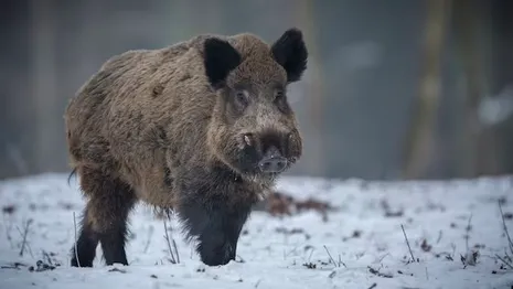 Неизвестные застрелили 4 кабанов в заказнике в Юрьев-Польском