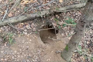 В Юрьев-Польском лесу заметили поселение барсука