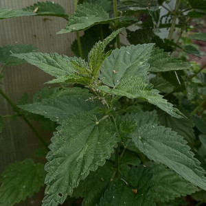 Чудотворцы Сергий и Герман: что можно и нельзя делать 11 июля
