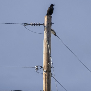 В Петушинском районе аварийное состояние опор ЛЭП обернулось судом
