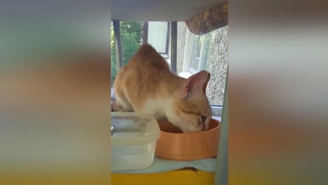 Во Владимире спасатель достал застрявшего на 15-метровой ели котенка