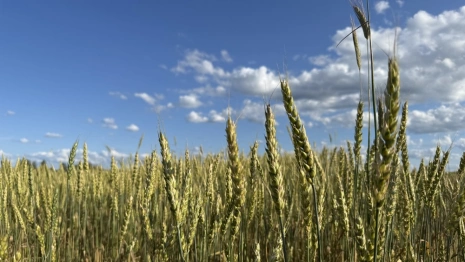 Прогноз погоды во Владимирской области на 25 июля 2025 года