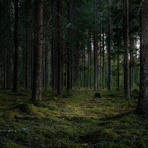 Во Владимире в лесу нашли две гранаты и патроны