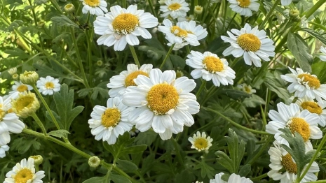 Прогноз погоды во Владимире и области на 18 июля