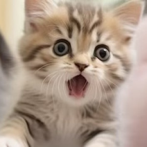 Во Владимире подобравшие котенка с улицы супруги заразились бешенством