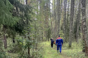 В лесу в Камешковском районе заблудилась женщина 