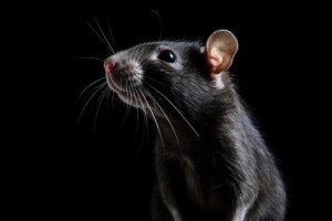 Во Владимире овраг на Фатьянова закроют для обработки от грызунов