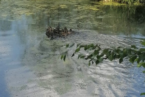 Во Владимирской области выпустили 1650 особей кряквы