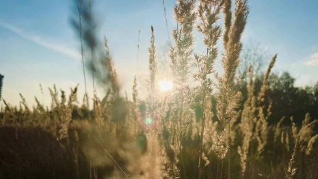 День Арины Шиповницы: что можно и нельзя делать 1 октября