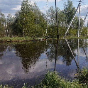 Гибель рыбы в озере Федоровское под Киржачом привела к уголовному делу