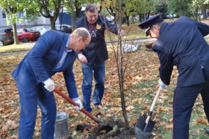 В Зерновском сквере Владимира высадили именные липы
