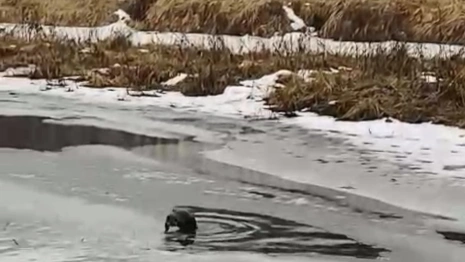 В Киржачском районе сняли на видео «водные процедуры» речной выдры