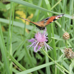 Прогноз погоды во Владимире и области на 26 мая