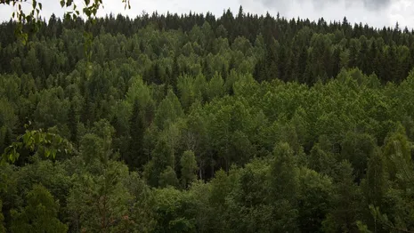 В национальном парке Владимирской области посчитают деревья