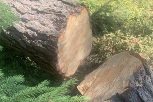 В лесах Петушинского района незаконно вырубили деревья