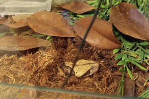 Вскрылись подробности абсурдной истории с укусом змеи во Владимире