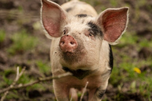 В охотхозяйстве в Гусь-Хрустальном районе отменили карантин по чуме свиней