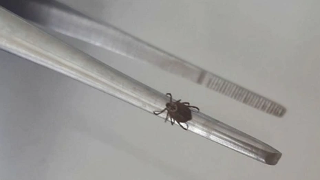 С жителей Владимирской области сняли 7 зараженных вирусами клещей