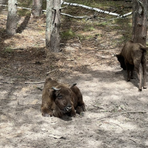 Владимирский губернатор снова заговорил об экопарке для зубров