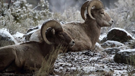 Во Владимирской области рядом с овечьей фермой нашли свалку трупов животных