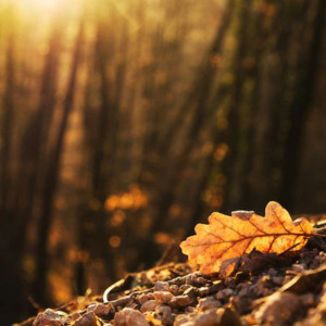 Прогноз погоды во Владимирской области на 15 сентября