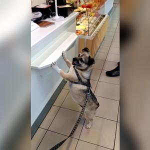 Во Владимире пройдет первый антифестиваль бездомных животных