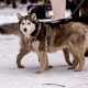 В Гусь-Хрустальном районе пройдет гонка на собачьих упряжках
