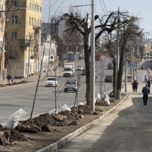 Во Владимире под надзором главного садовника высадили 50 лип