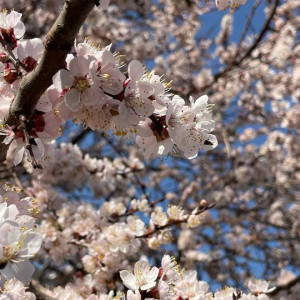 Во Владимирскую область на 5 дней придет аномальная жара