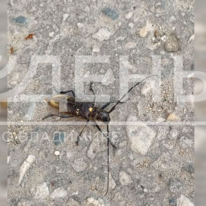 Черный усач захватил 9 районов Владимирской области