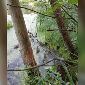 В водоемы пяти районов Владимирской области выпустили молодняк кряквы
