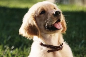 История с повешенной собакой в Муроме не обернулась уголовным делом