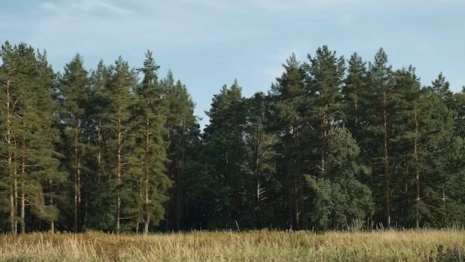 Пропавшего в мае 70-летнего жителя соседнего с Владимирской областью региона нашли живым