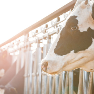 Во Владимирской области обнаружили 19 очагов лейкоза у коров