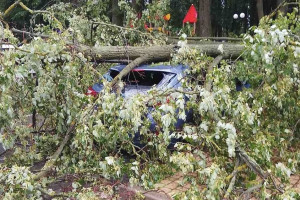 Ураган «Эдгар» во Владимире повалил 50 деревьев