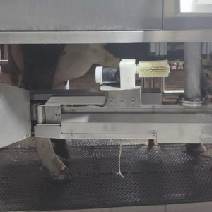 Во Владимирской области появился первый доильный робот