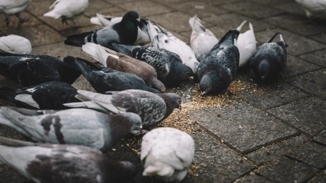 Жители Владимира рассорились из-за голубей в парках и скверах