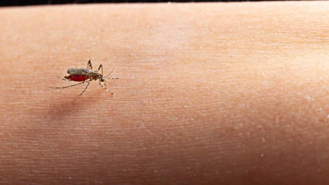 Владимирцев предупредили о рисках заражения сибирской язвой после укуса комаров