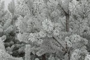 Прогноз погоды во Владимирской области на 20 февраля 2026 года