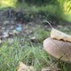 Во Владимирской области грибников будут штрафовать за халатное отношение к природе