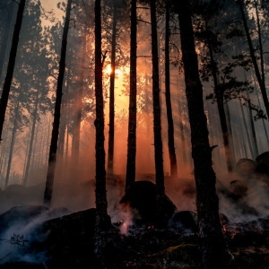 Во Владимирской области установился 4-й класс пожарной опасности