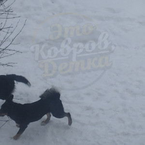 Жители Коврова испугались стаи бродячих псов