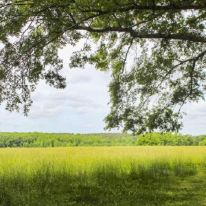 Во Владимирской области на торги выставят участок фермерской земли в 23 га