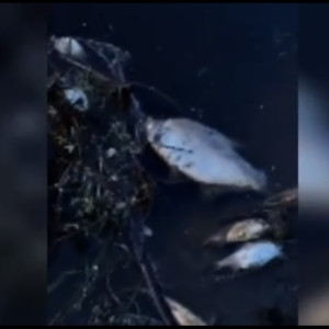 В минприроды опровергли загрязнение Клязьмы под Владимиром