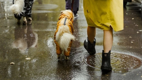 Владимирскую область накроют тропические ливни