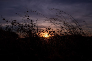 Труп пропавшего во Владимире мужчины нашли в поле