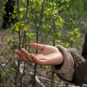 В Суздале на улице Старой высадили редкий сорт клена