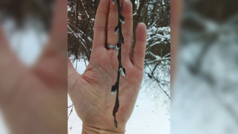 На старый Новый год во Владимире зацвела верба